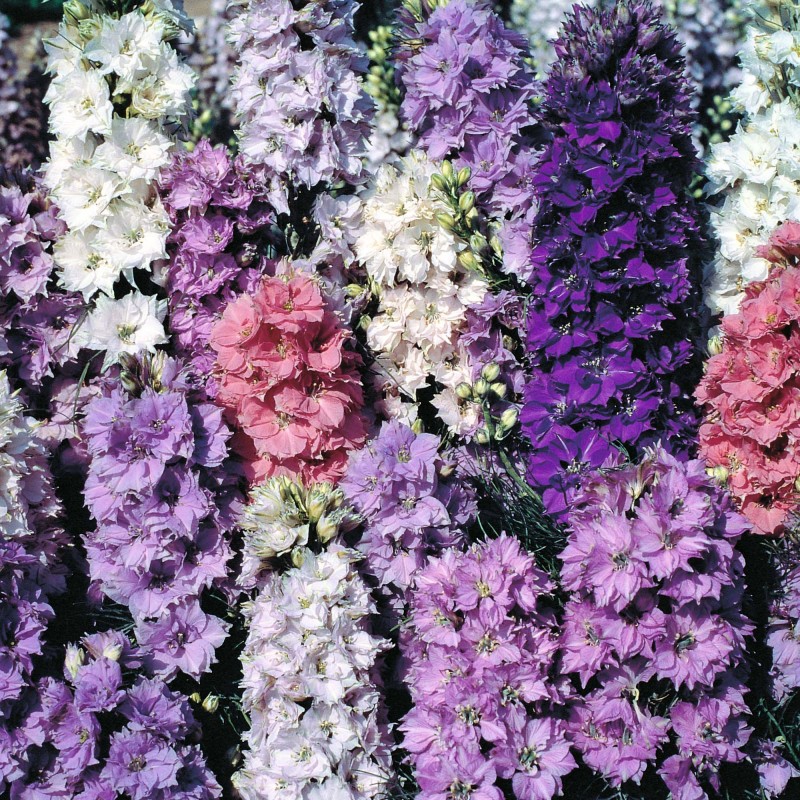 عکس گل زبان در قفا یکساله Delphinium ajacis 3