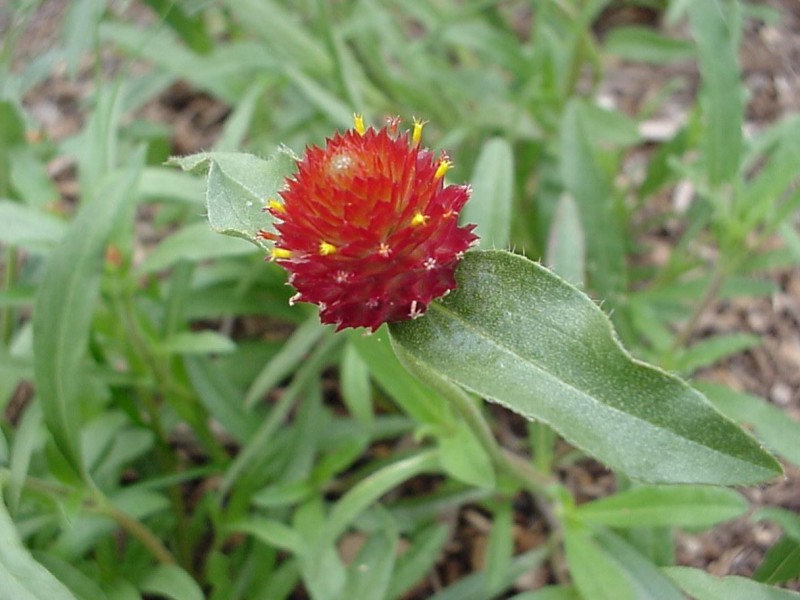 گل تکمه ای  1 Gomphrena globosa