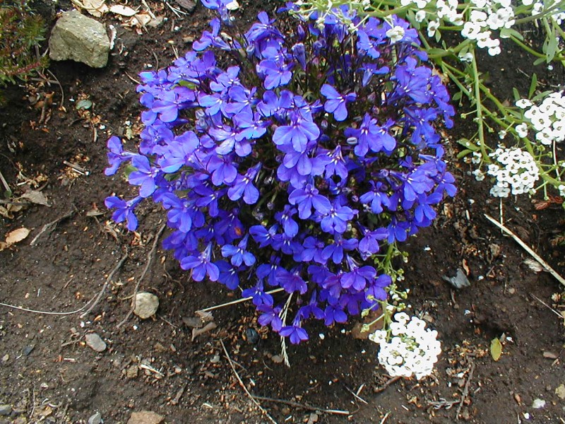 عکسهای گل شنجرفی Lobelia erinus 1